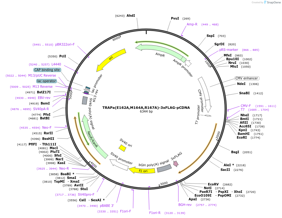 201964-plasmid-map-sequence-id-396890