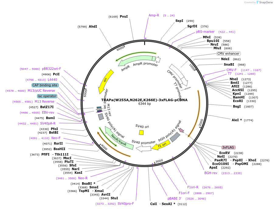 201968-plasmid-map-sequence-id-396911