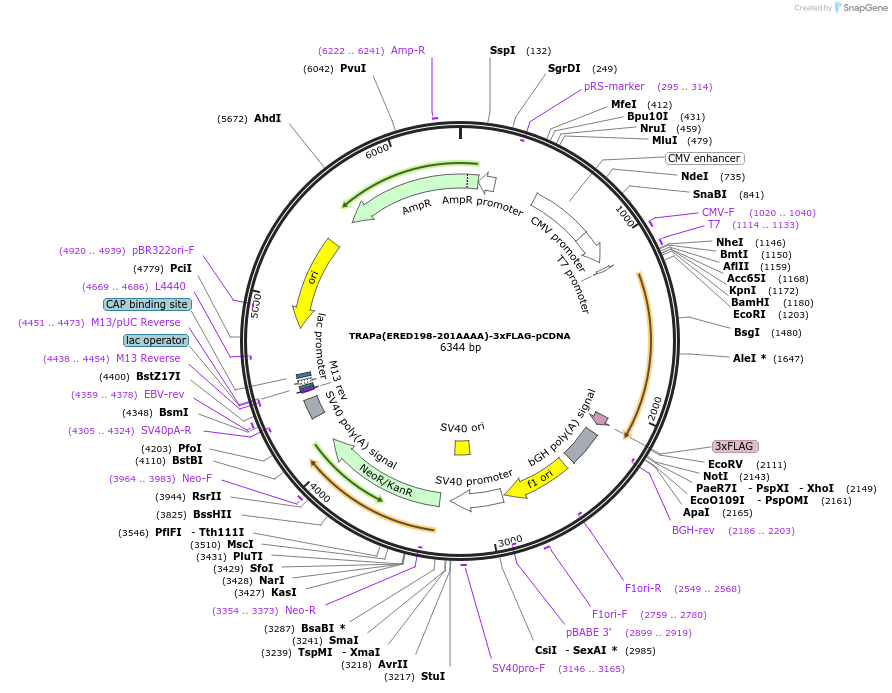 201965-plasmid-map-sequence-id-396917