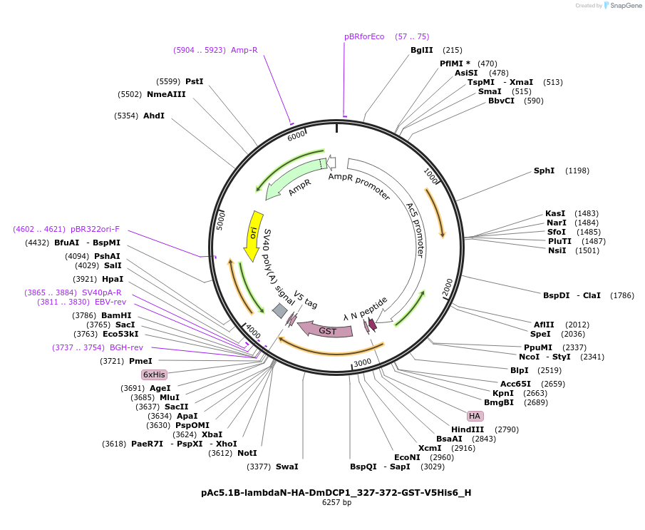 146503-plasmid-map-sequence-id-396925