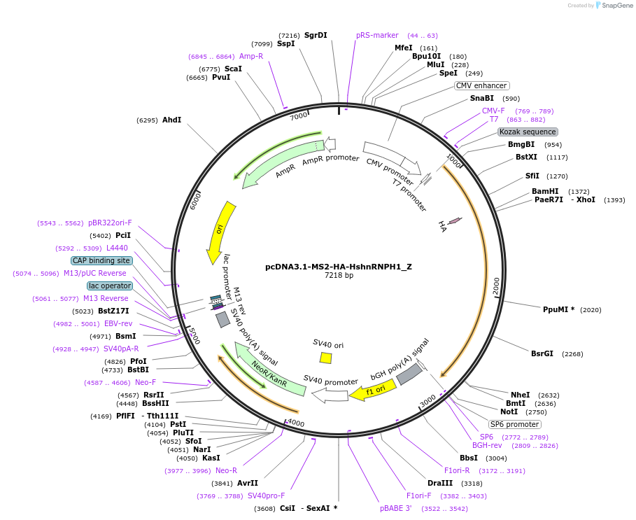 148120-plasmid-map-sequence-id-396934