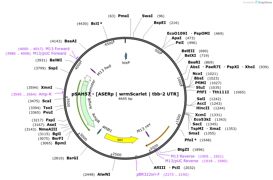 200331-plasmid-map-sequence-id-396942