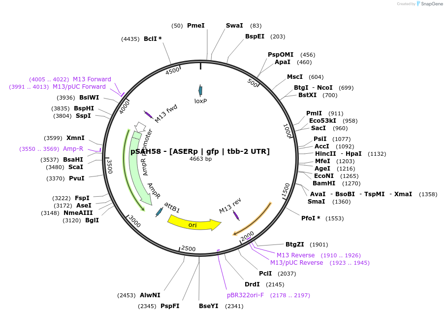 200332-plasmid-map-sequence-id-396943