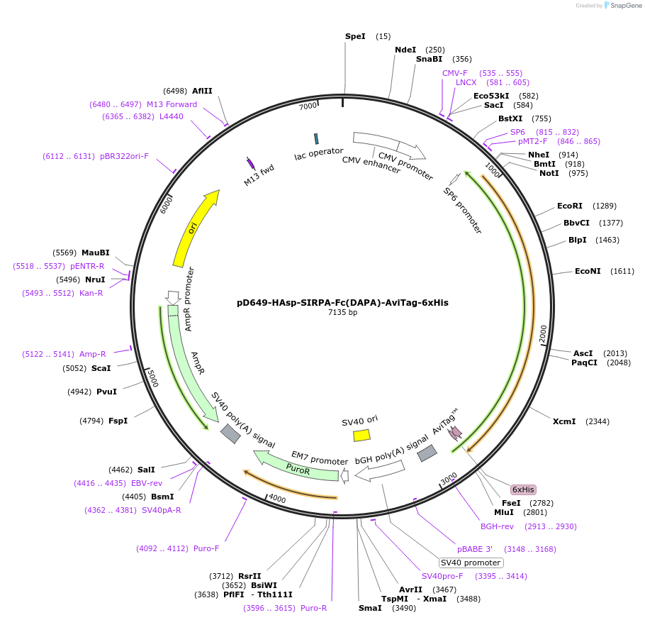 156783-plasmid-map-sequence-id-396945