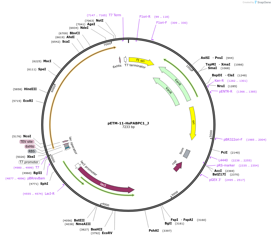 146642-plasmid-map-sequence-id-396951