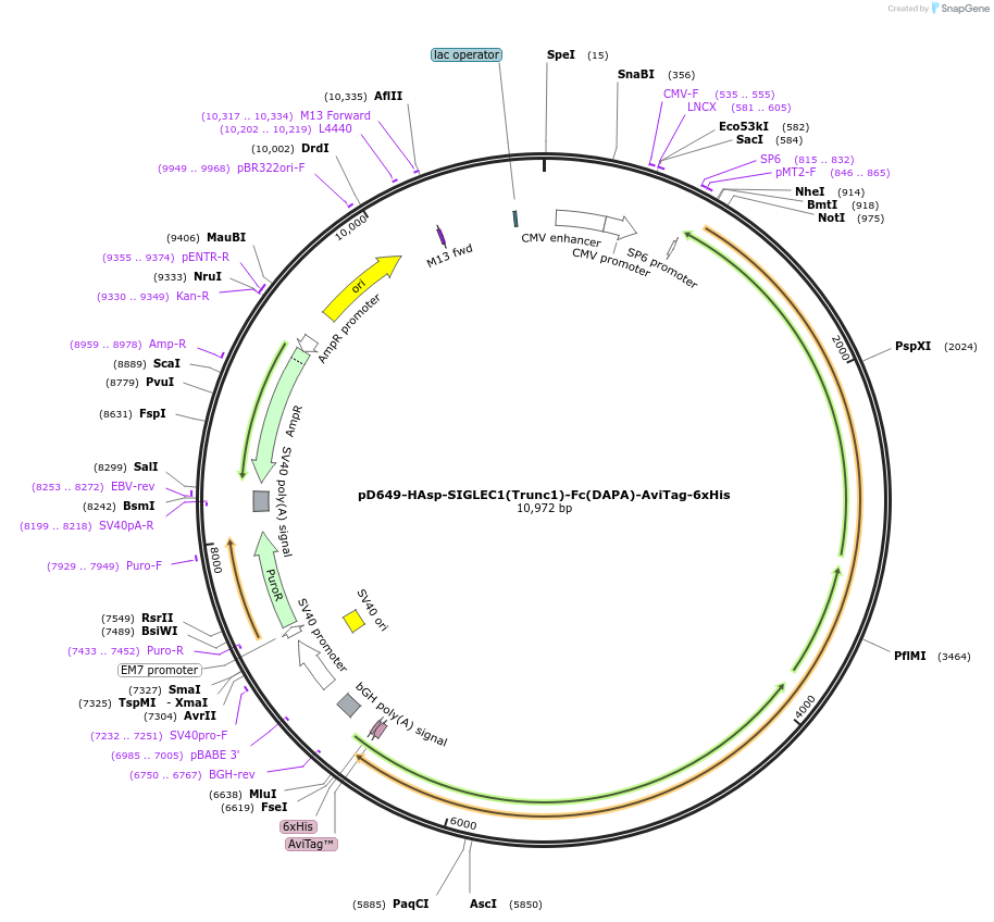 157046-plasmid-map-sequence-id-396952