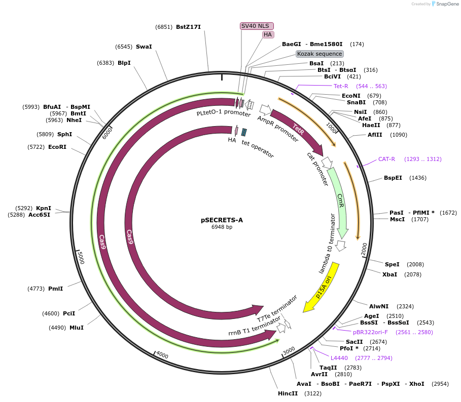 196986-plasmid-map-sequence-id-396953