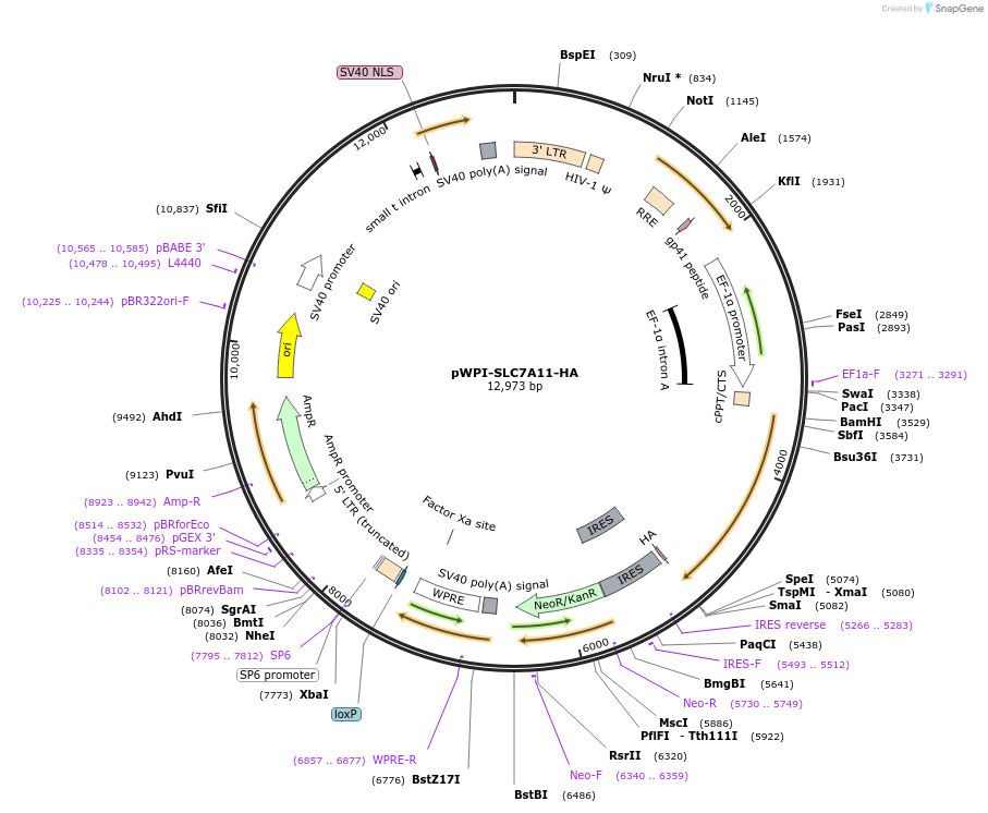 201643-plasmid-map-sequence-id-396954