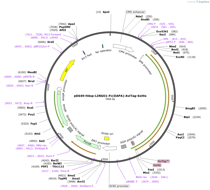 156901-plasmid-map-sequence-id-396955