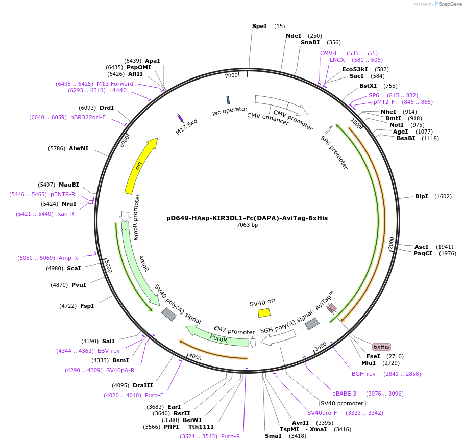 156757-plasmid-map-sequence-id-396956