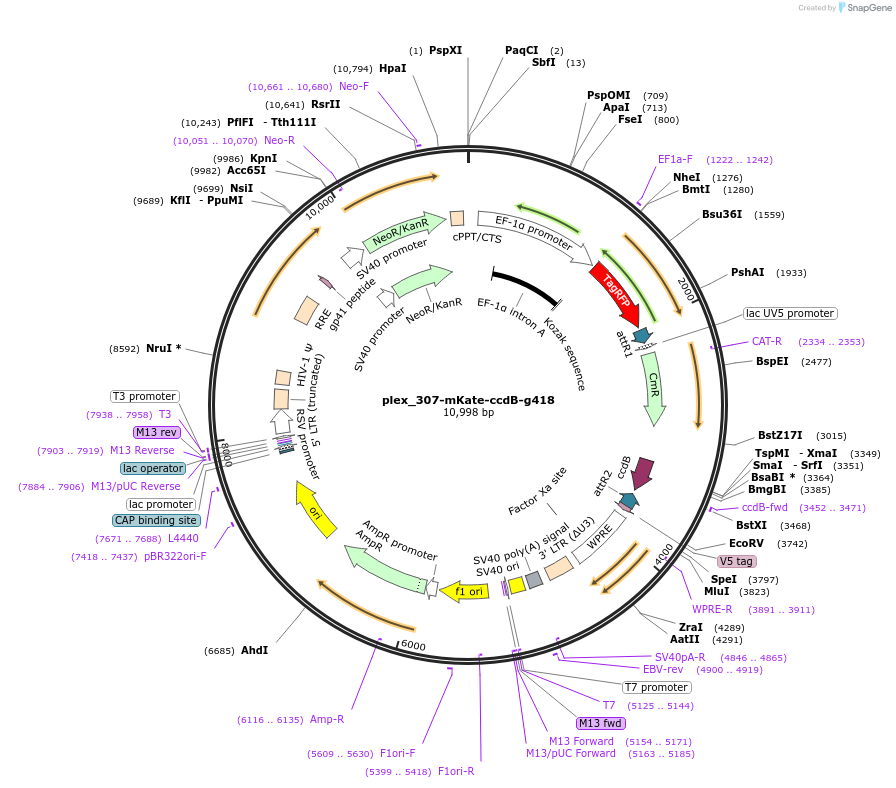 201125-plasmid-map-sequence-id-397034