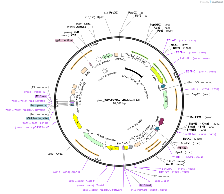 201131-plasmid-map-sequence-id-397038