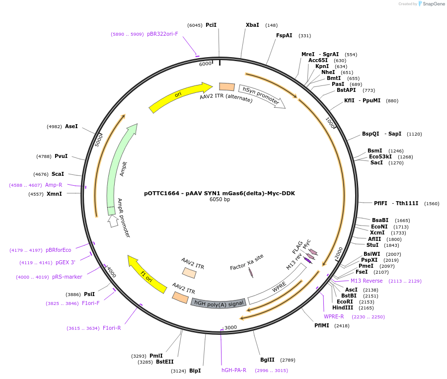 202541-plasmid-map-sequence-id-397040