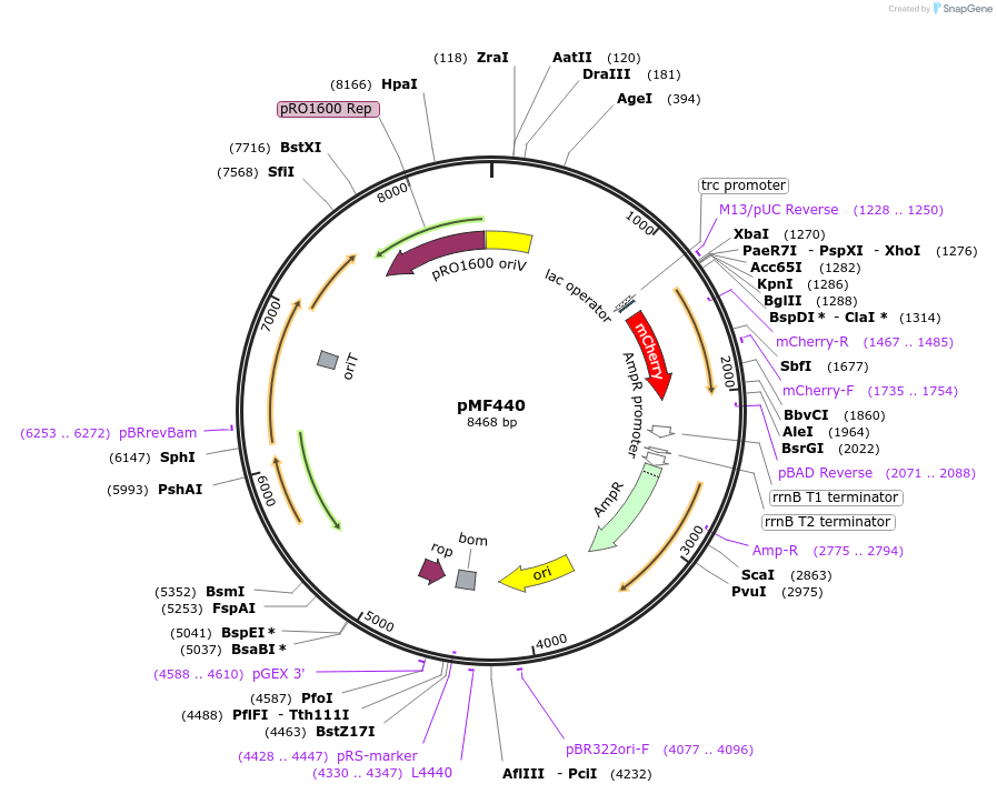 62550-plasmid-map-sequence-id-397042