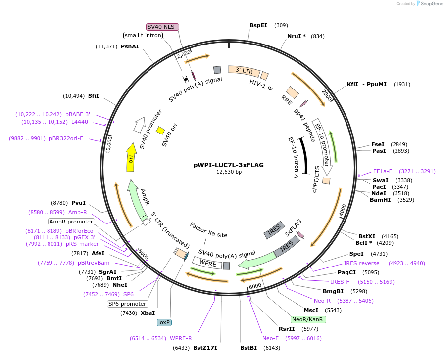 201640-plasmid-map-sequence-id-397043