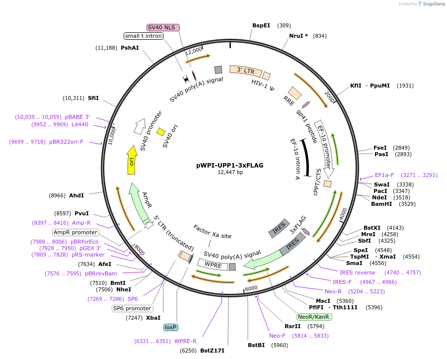 201644-plasmid-map-sequence-id-397048