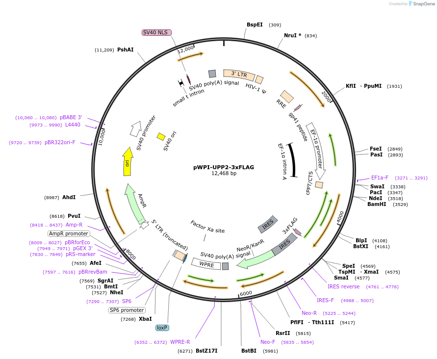 201645-plasmid-map-sequence-id-397049