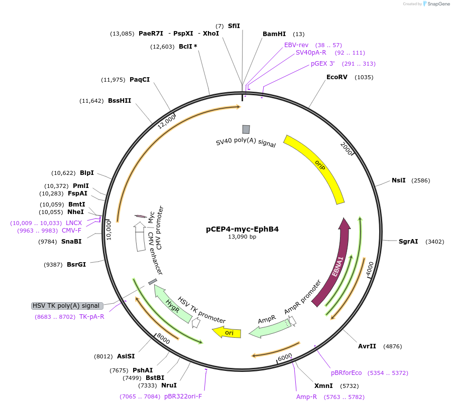 200983-plasmid-map-sequence-id-397074