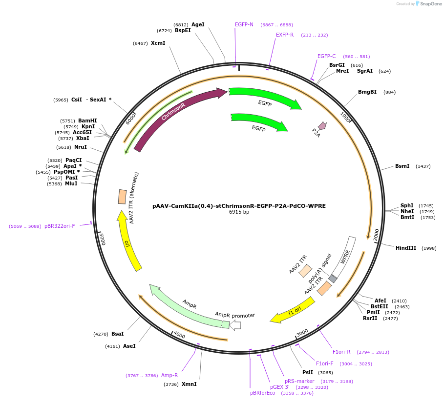 202198-plasmid-map-sequence-id-397077
