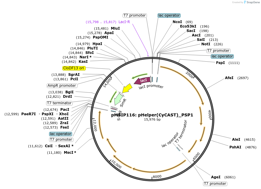 200840-plasmid-map-sequence-id-397084