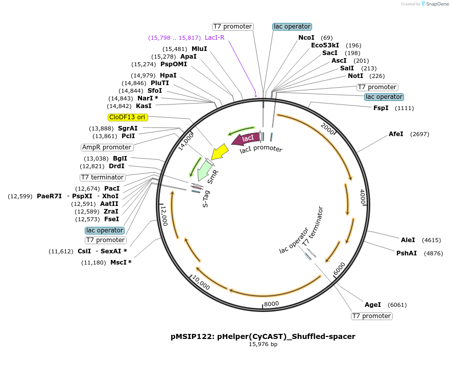 200841-plasmid-map-sequence-id-397086