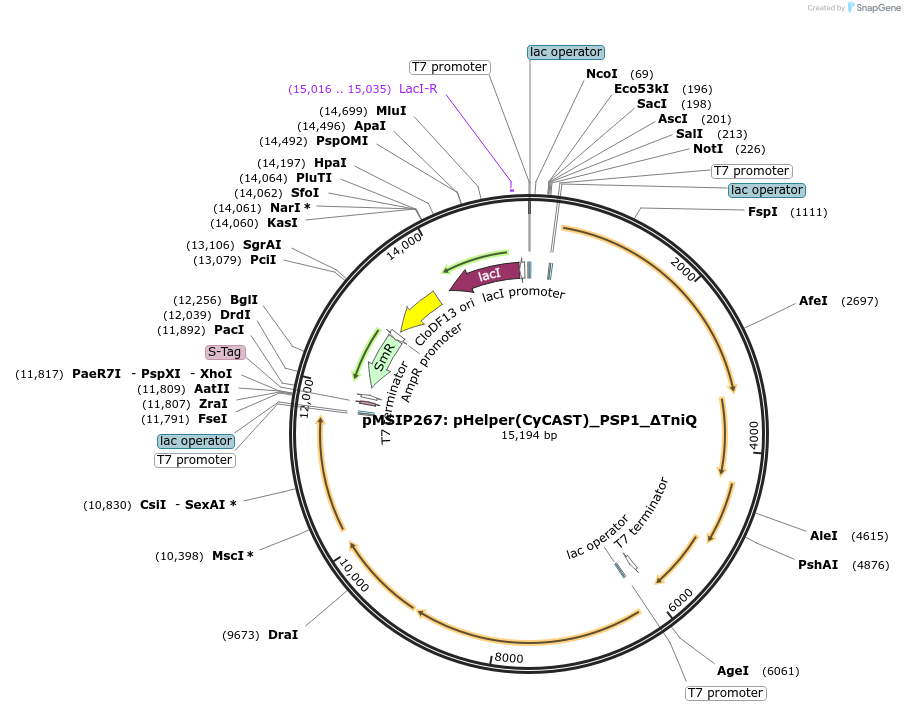 200842-plasmid-map-sequence-id-397087