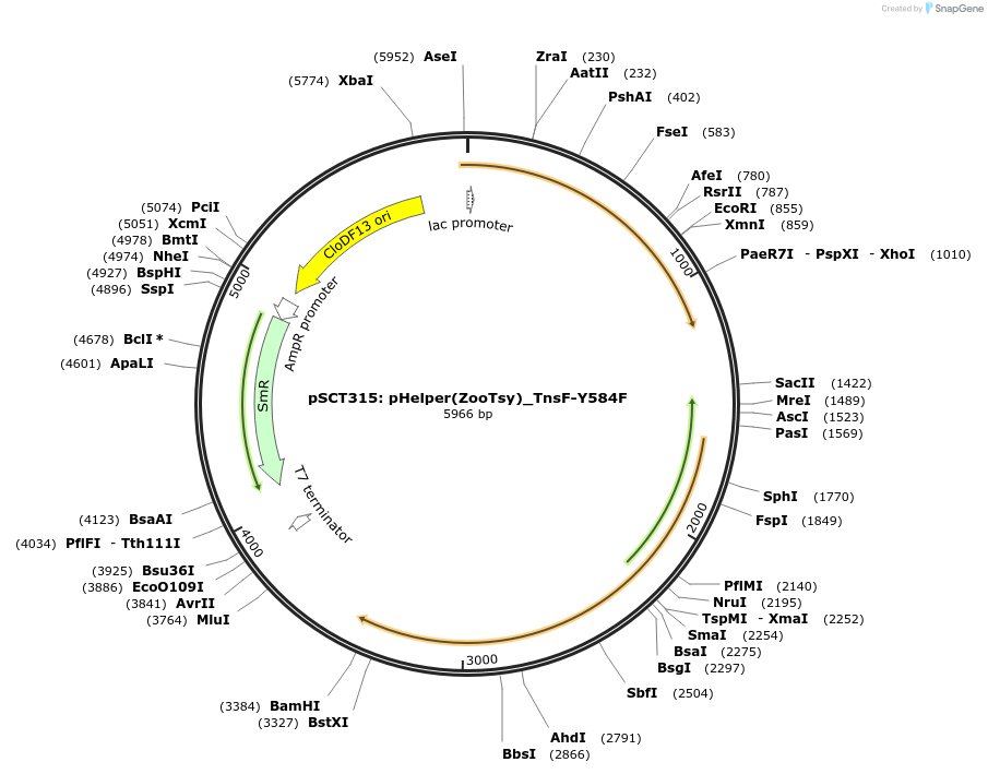 200872-plasmid-map-sequence-id-397090