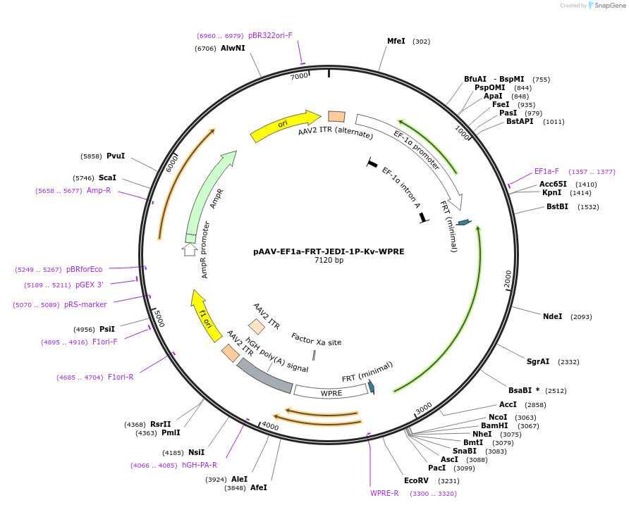 202617-plasmid-map-sequence-id-397091