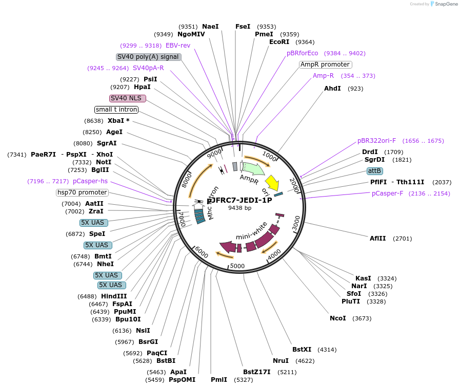 202618-plasmid-map-sequence-id-397112