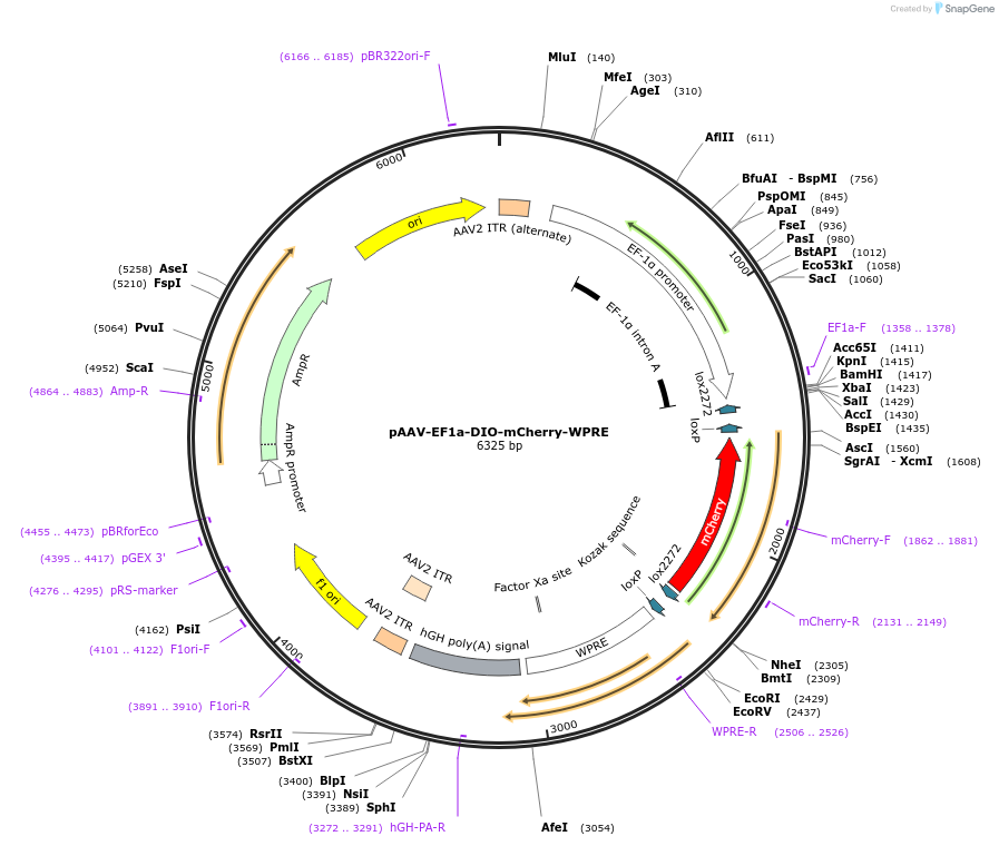 202620-plasmid-map-sequence-id-397133