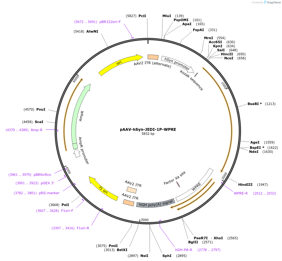 202613-plasmid-map-sequence-id-397135