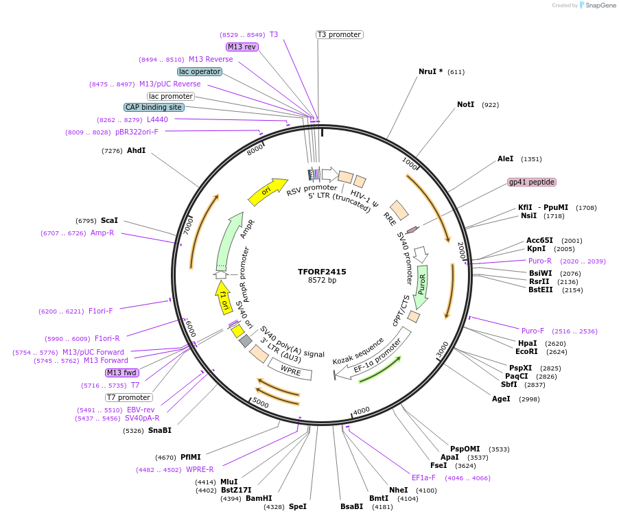 142417-plasmid-map-sequence-id-397137