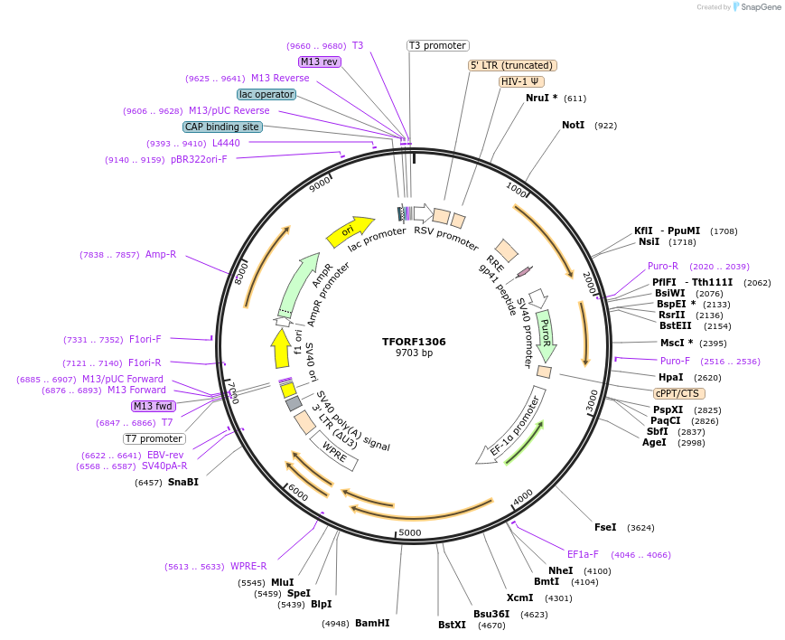 142370-plasmid-map-sequence-id-397140