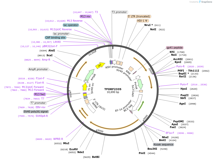 142406-plasmid-map-sequence-id-397146