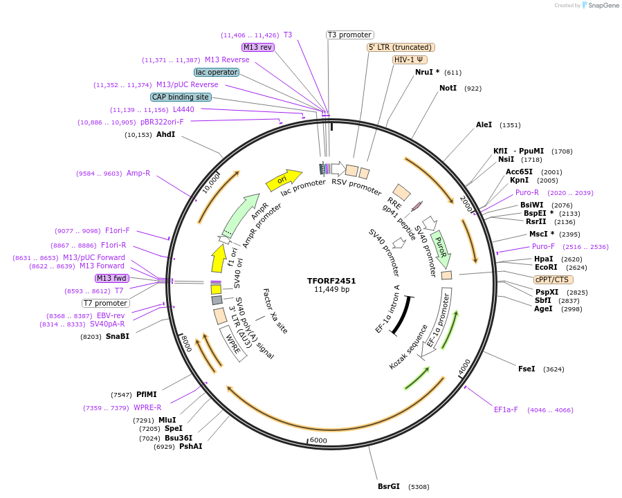 142428-plasmid-map-sequence-id-397147
