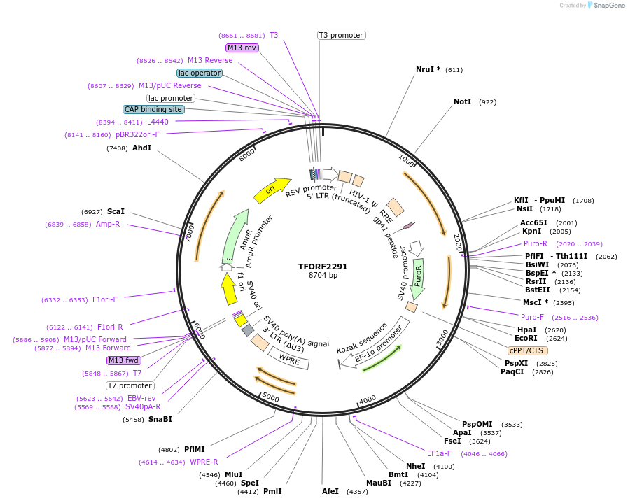 142402-plasmid-map-sequence-id-397149