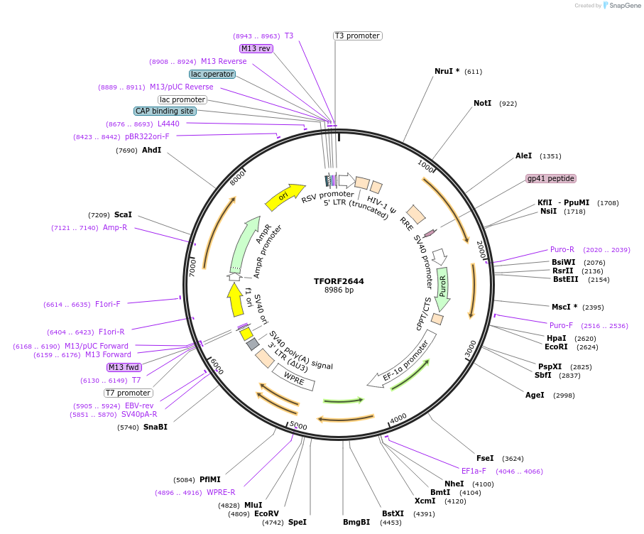 142345-plasmid-map-sequence-id-397150