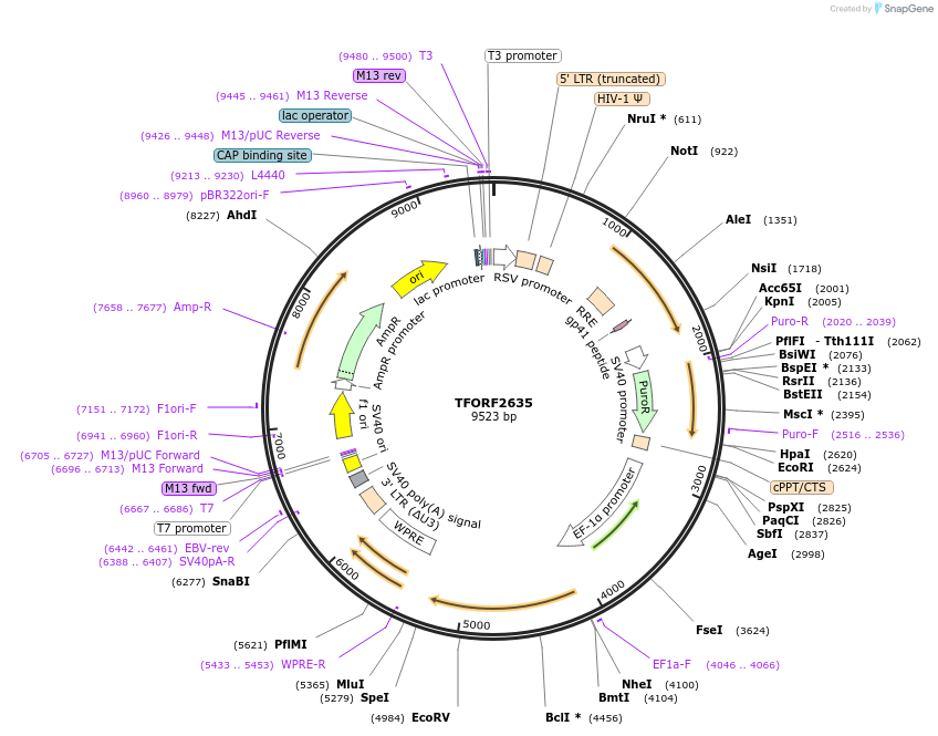 142342-plasmid-map-sequence-id-397151