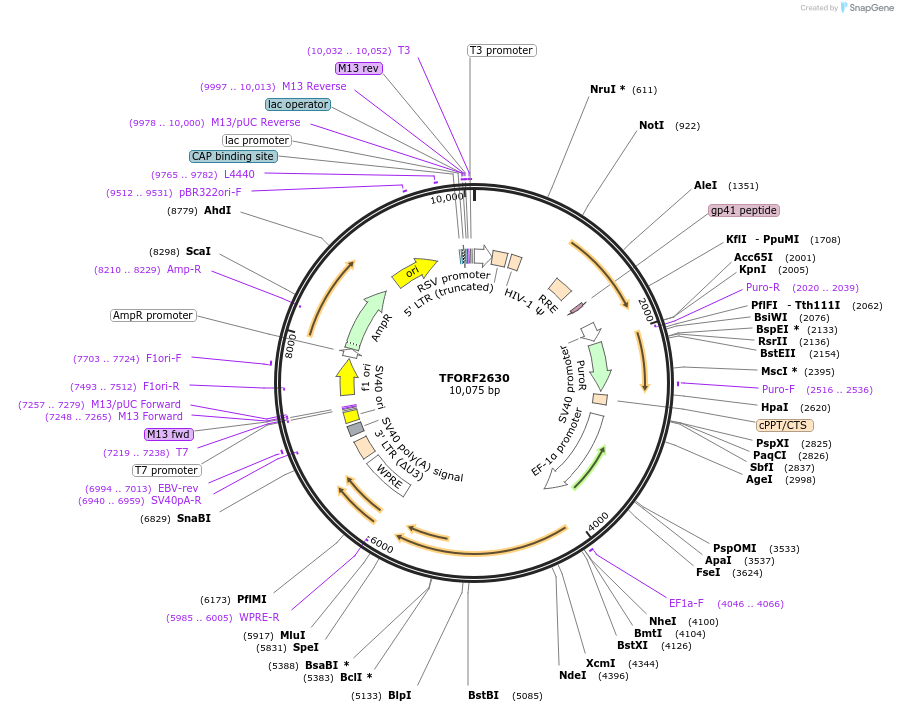 142340-plasmid-map-sequence-id-397159
