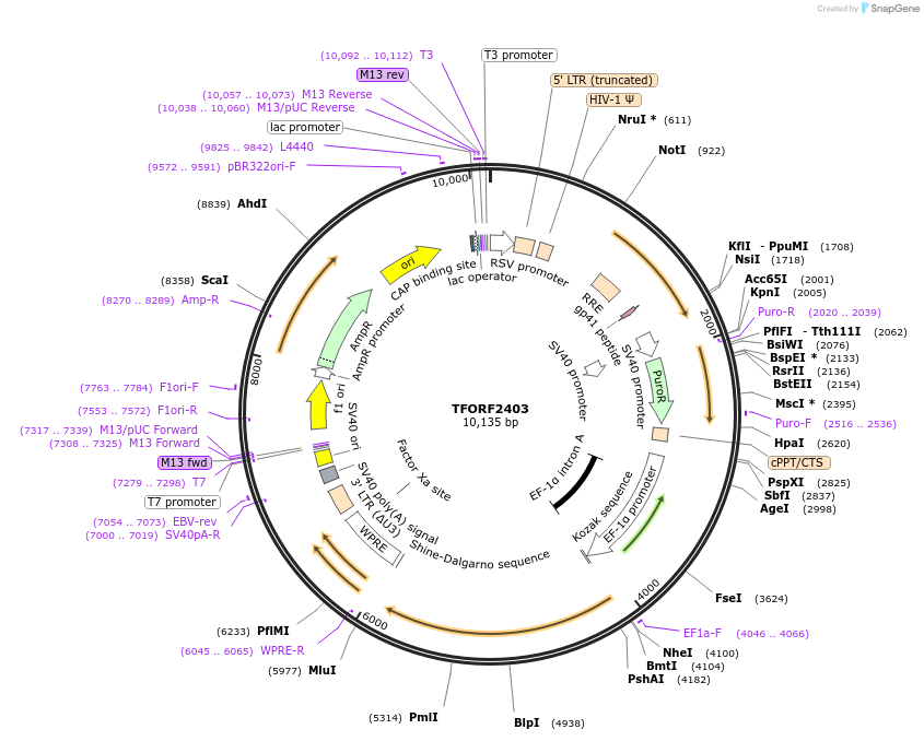 142414-plasmid-map-sequence-id-397161