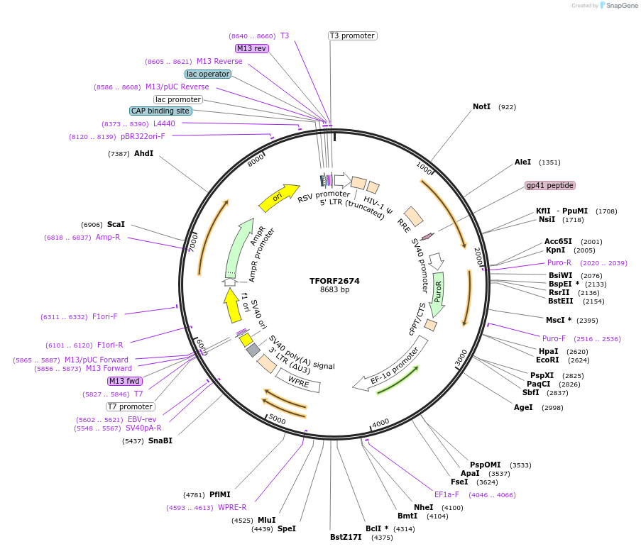 142354-plasmid-map-sequence-id-397163