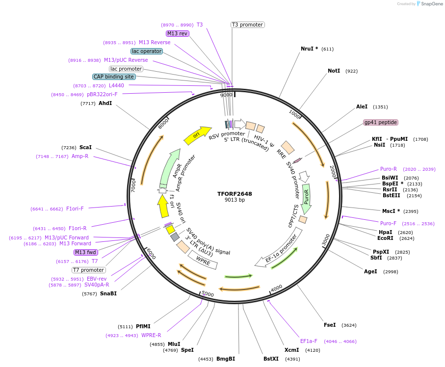 142347-plasmid-map-sequence-id-397164