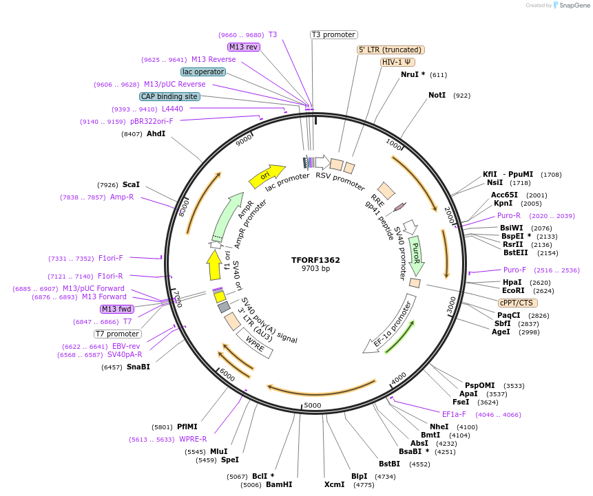 142380-plasmid-map-sequence-id-397170