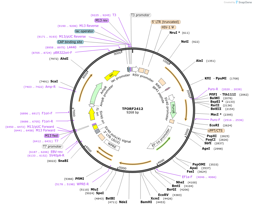 142415-plasmid-map-sequence-id-397184
