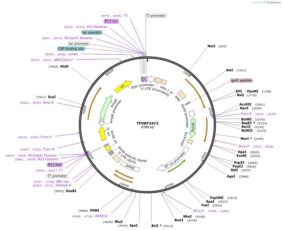 142352-plasmid-map-sequence-id-397185