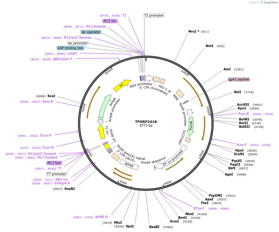 142419-plasmid-map-sequence-id-397189
