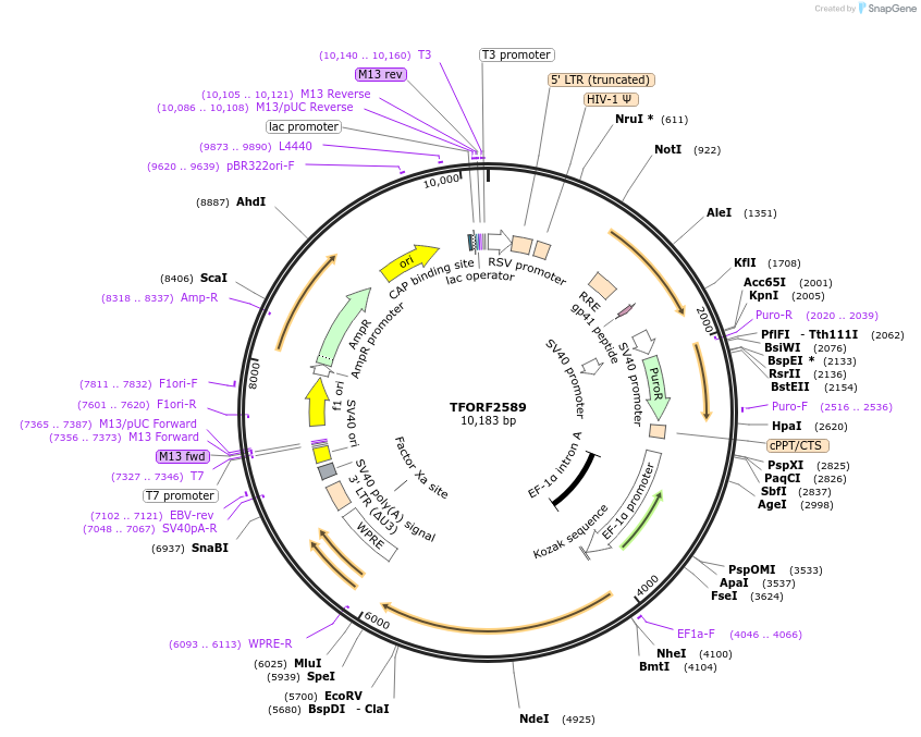 142333-plasmid-map-sequence-id-397192
