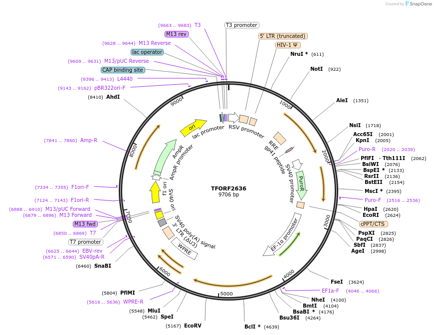 142343-plasmid-map-sequence-id-397198