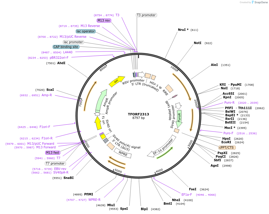 142404-plasmid-map-sequence-id-397199