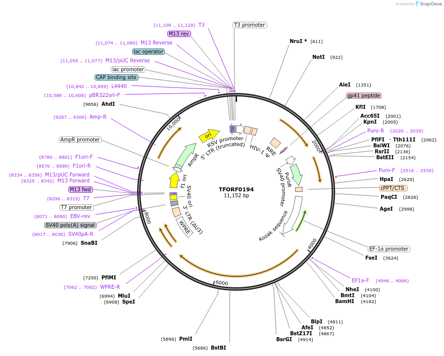 142363-plasmid-map-sequence-id-397202